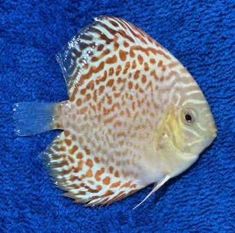 Golden Red Leopard Mosaic Discus Fish - 3-3.5 inch